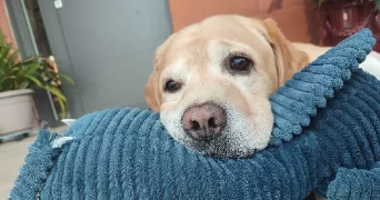 raquel pet sitter à BOISSET ET GAUJAC 30140