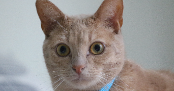 maela pet sitter à BEGLES 33130_1