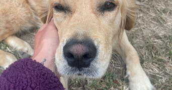 morgane pet sitter à VILLEFRANQUE 65700_13