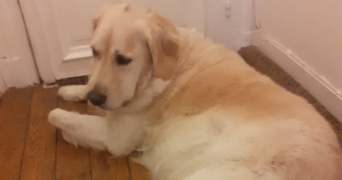 marina pet sitter à PARIS 17 75017_7