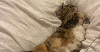 mathilde pet sitter à LAMBERSART 59130_1