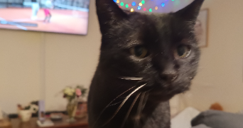 elise pet sitter à SORGUES 84700_4