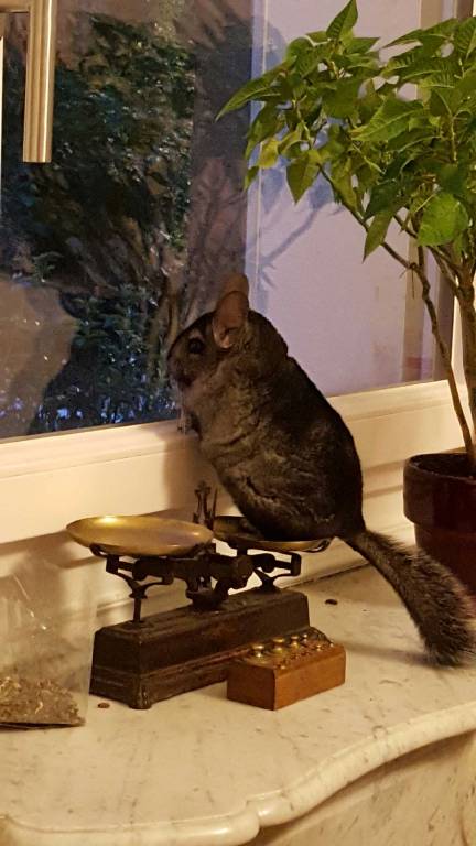 bérengère pet sitter à Créteil 94000_2