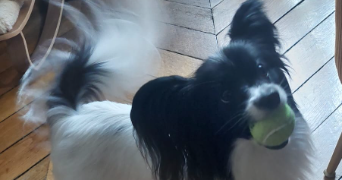 sabrina pet sitter à PANTIN 93500_3