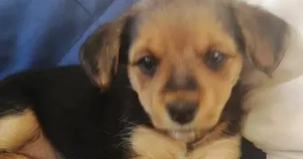 marjorie pet sitter à ST LAURENT DE LA SALANQUE 66250