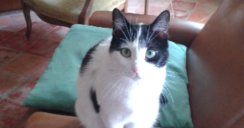 suzanne pet sitter à PERTUIS 84120_2