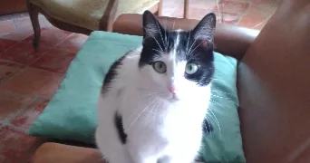 suzanne pet sitter à PERTUIS 84120