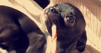 sylvie dog sitter à REXPOEDE 59122_1