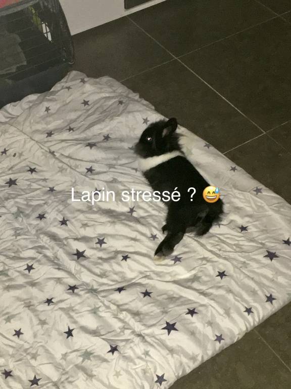 marine  pet sitter à VILLENEUVE LES AVIGNON 30400_0