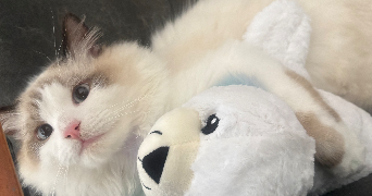 dehia  pet sitter à LILLE 59000_8
