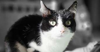 lesly pet sitter à ST PHILBERT DE GRAND LIEU 44310_0