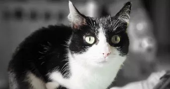 lesly pet sitter à ST PHILBERT DE GRAND LIEU 44310