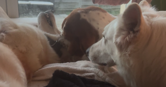 emeraude pet sitter à LA ROCHELLE 17000_3