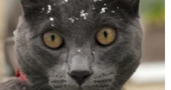 jacques -antoine pet sitter à MEUDON 92190_0