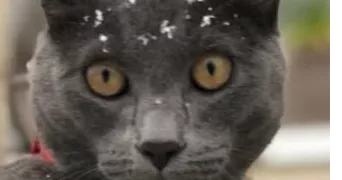 jacques -antoine pet sitter à MEUDON 92190