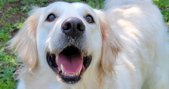 maëlle pet sitter à ST NAZAIRE 44600_5