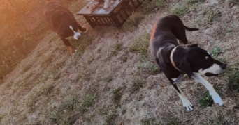 Clément pet sitter à 60530 - LE MESNIL EN THELLE 60530_1