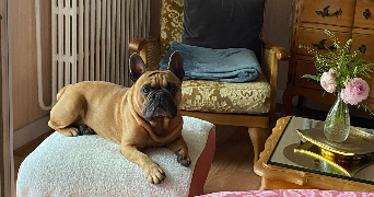 alexane pet sitter à VERNEUIL SUR SEINE 78480_5