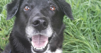 jasmine pet sitter à CLERMONT FERRAND 63000_3