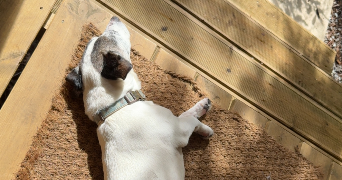 alice pet sitter à VERSAILLES 78000_1