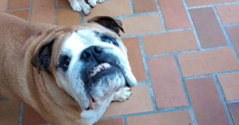 clara pet sitter à BEZIERS 34500_6