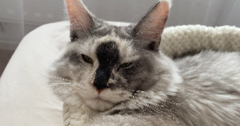 julie cat sitter à ST ANDRE LEZ LILLE 59350_1