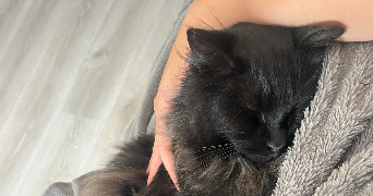 kathy pet sitter à  76119