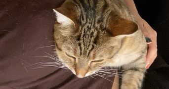 anne pet sitter à LYON 07 69007_2