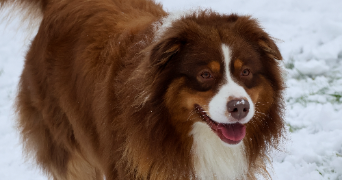 léonie pet sitter à VILLERS ECALLES 76360_1