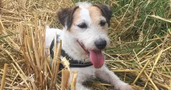 laura pet sitter à DRANCY 93700