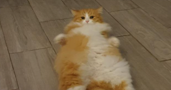 dounia pet sitter à VILLENEUVE SUR LOT 47300_0