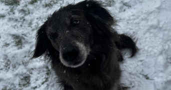 sandrine pet sitter à LUSIGNY SUR BARSE 10270_0