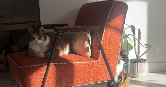 gwladys pet sitter à PONTAULT COMBAULT 77340_5
