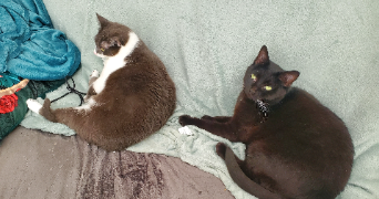Maëlle  pet sitter à Saint-Brieuc 22000_0