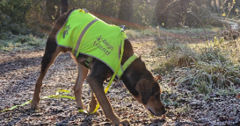lola pet sitter à DAX 40100_3