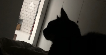 christine pet sitter à Écouché-les-Vallées 61150_1