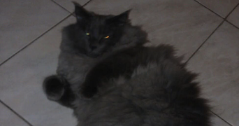 alexandra pet sitter à MARSEILLE 12 13012_1