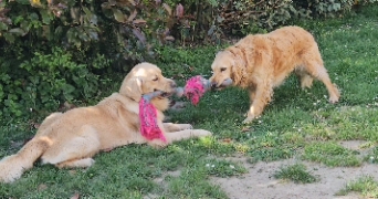 laurette pet sitter à PAU 64000_5