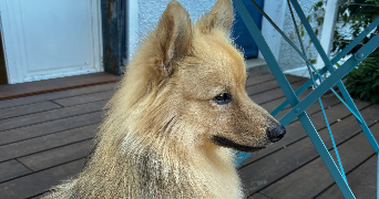 salomé pet sitter à Lille 59000_7