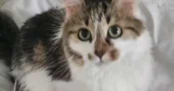 rita hanna pet sitter à VILLIERS SUR MARNE 94350