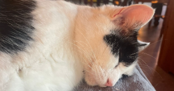 tessa pet sitter à PARIS 13 75013_4