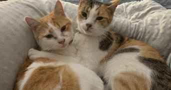 li mei cat sitter à PARIS 13 75013_1