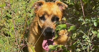 lucas pet sitter à LA BATIE MONTSALEON 05700_0