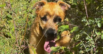 lucas pet sitter à LA BATIE MONTSALEON 05700