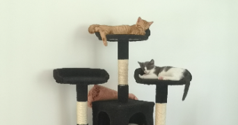 camille pet sitter à Paris 75010_1
