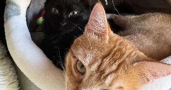 lyna pet sitter à ANNEMASSE 74100_1