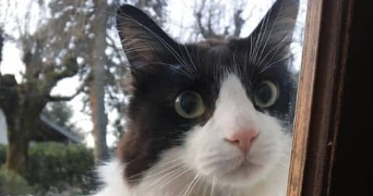 takako pet sitter à PARIS 01 75001_2