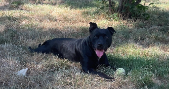 marianna pet sitter à SEUILLET 03260_4