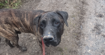 flavie pet sitter à CHAMPENOUX 54280_24