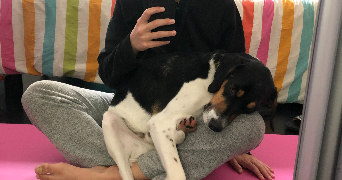 Jade pet sitter à Paris 75009_7